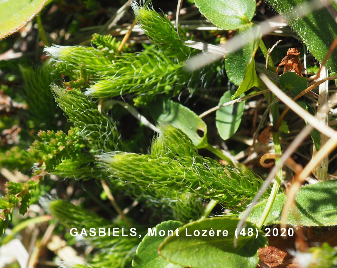 Clubmoss, Stagshorn leaf